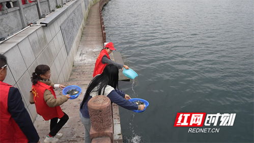 90萬尾魚苗安家永明河，江永縣“放魚養水”與“巡河護漁”齊步走，譜寫生態漁業與產業協同新篇章